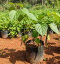 Thippili Plant (Long Pepper)