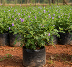 Thoothuvalai