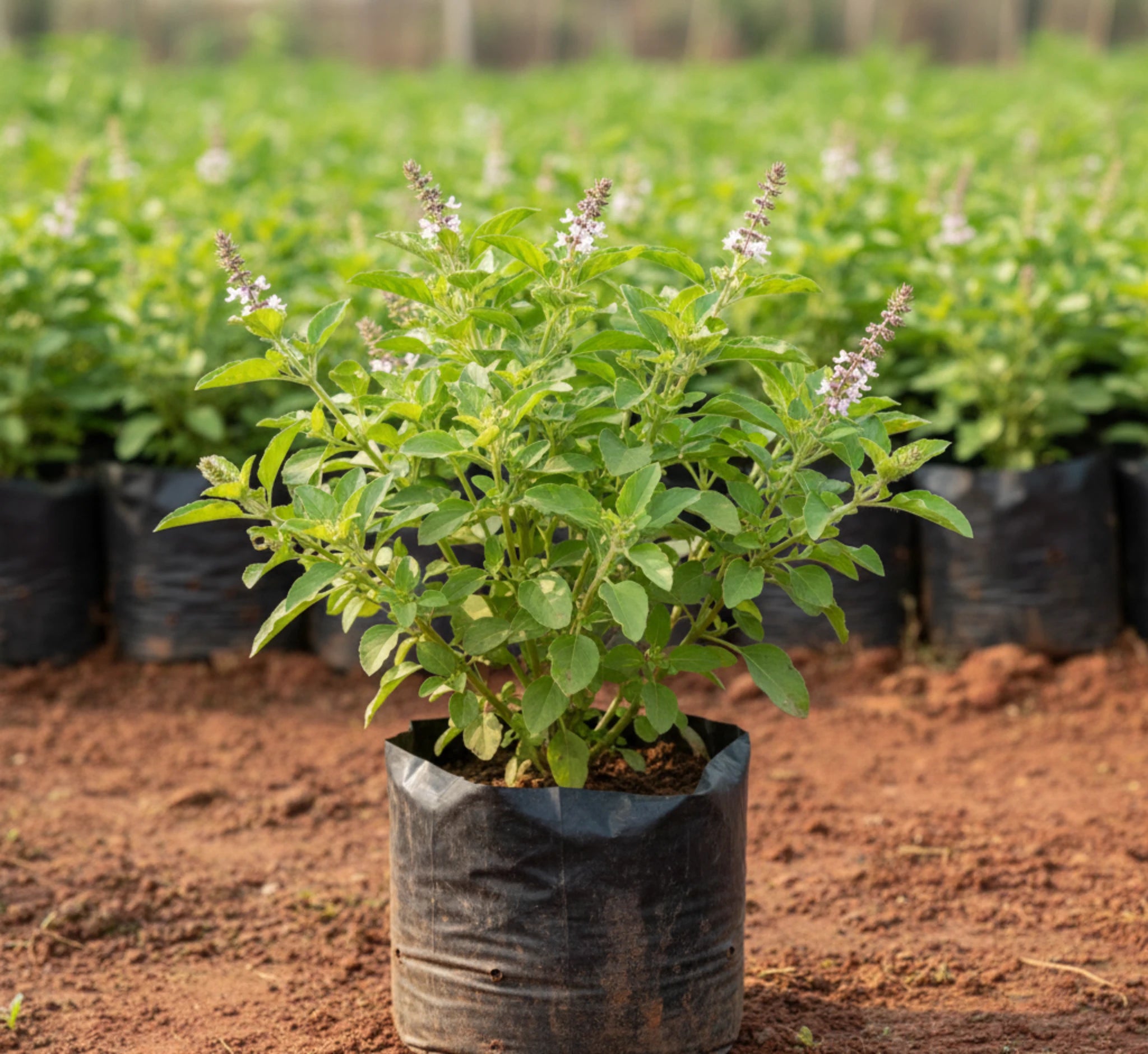 Thulasi (Holy Basil)