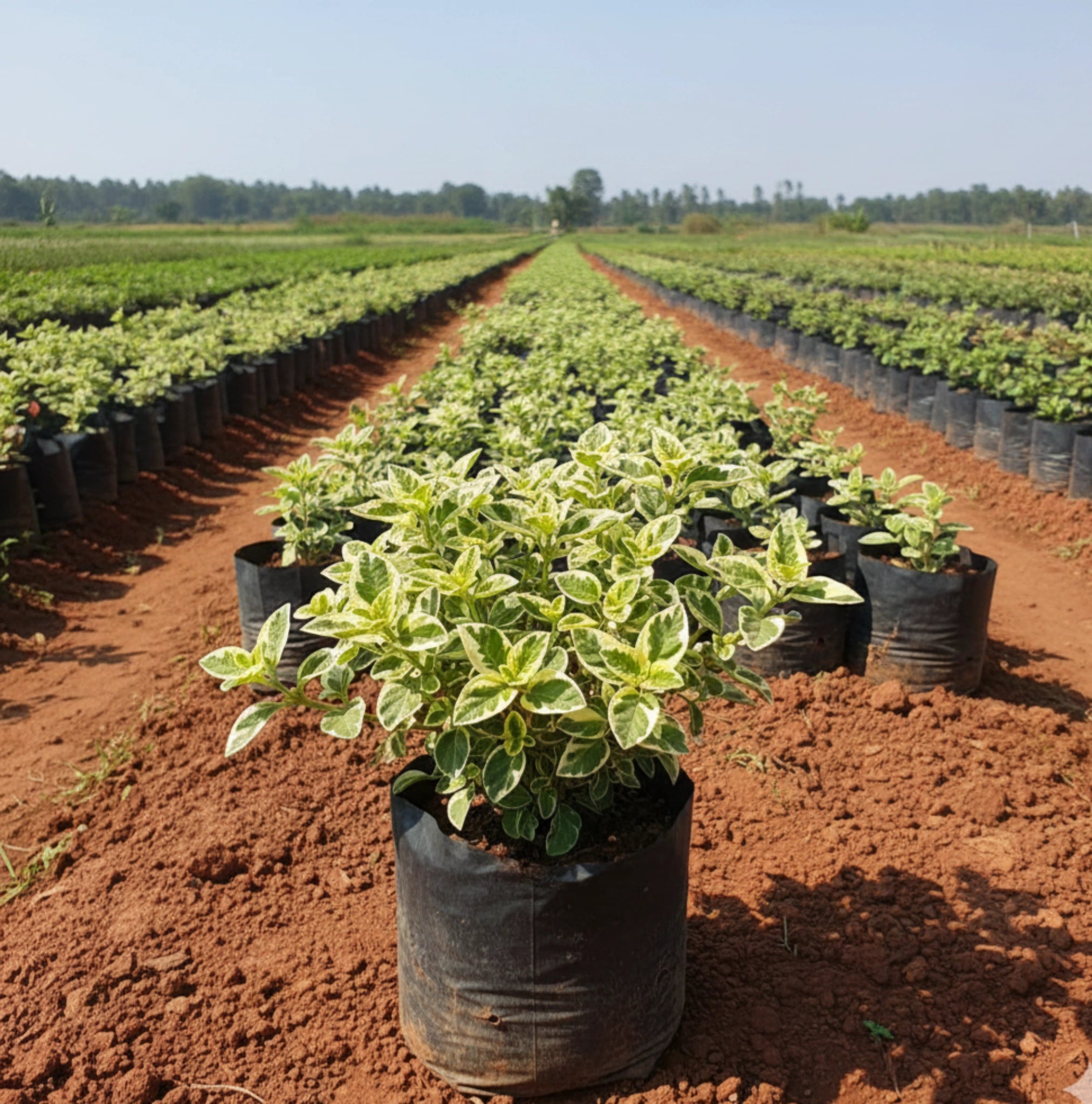 Variety Gated Karpooravalli Plant (Indian Borage)