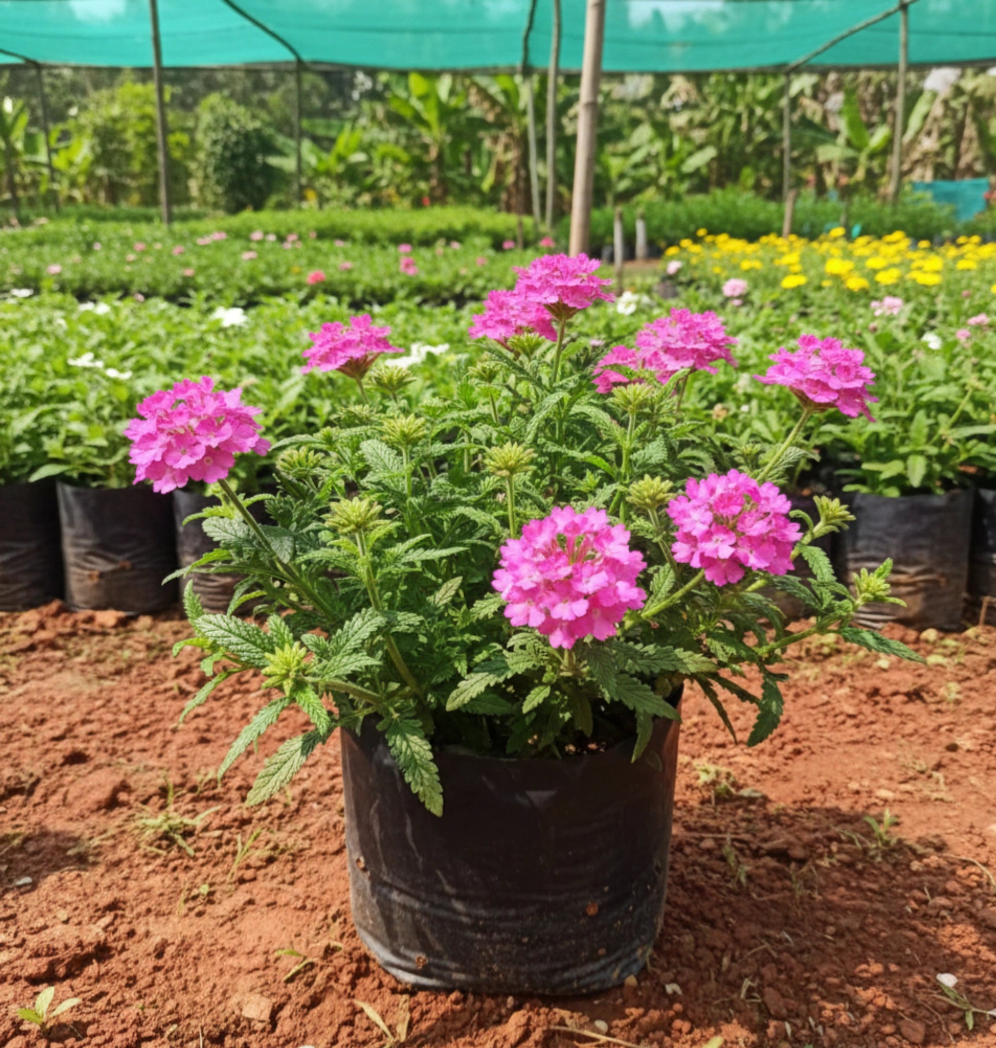 Verbena Plant – Pink