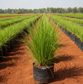 Vetiver Plant (Vettiver / Khus Grass)