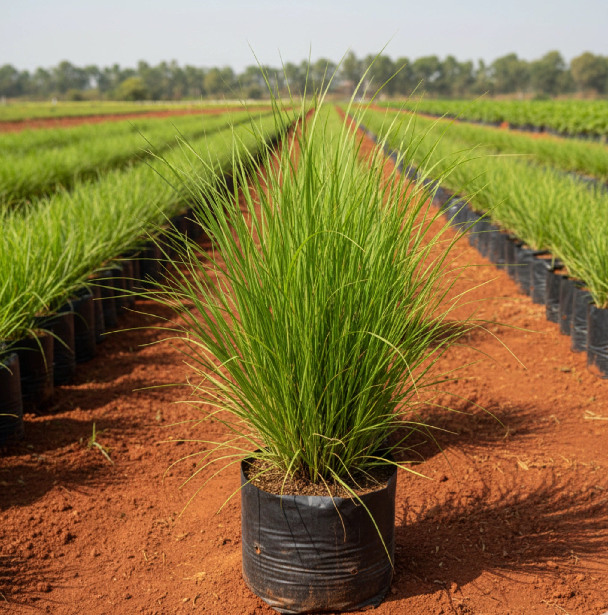Vetiver Plant (Vettiver / Khus Grass)