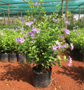 Violet Malli Plant