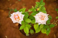 7 Day Rose Plant