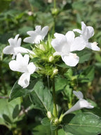 December 10 Colour combo Flowering Plant