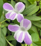 December 10 Colour combo Flowering Plant