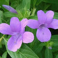 December 10 Colour combo Flowering Plant