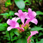December 10 Colour combo Flowering Plant