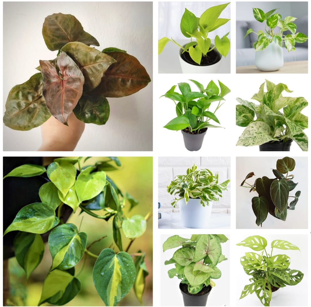 10 Variety Money Plant Collection