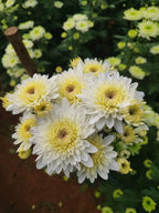 Pune Variety Sevanthi – 20 Combo Sapplings