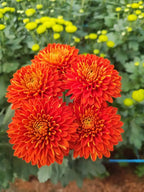 Pune Variety Sevanthi – 20 Combo Sapplings
