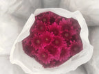 Pune Variety Sevanthi – 20 Combo Sapplings