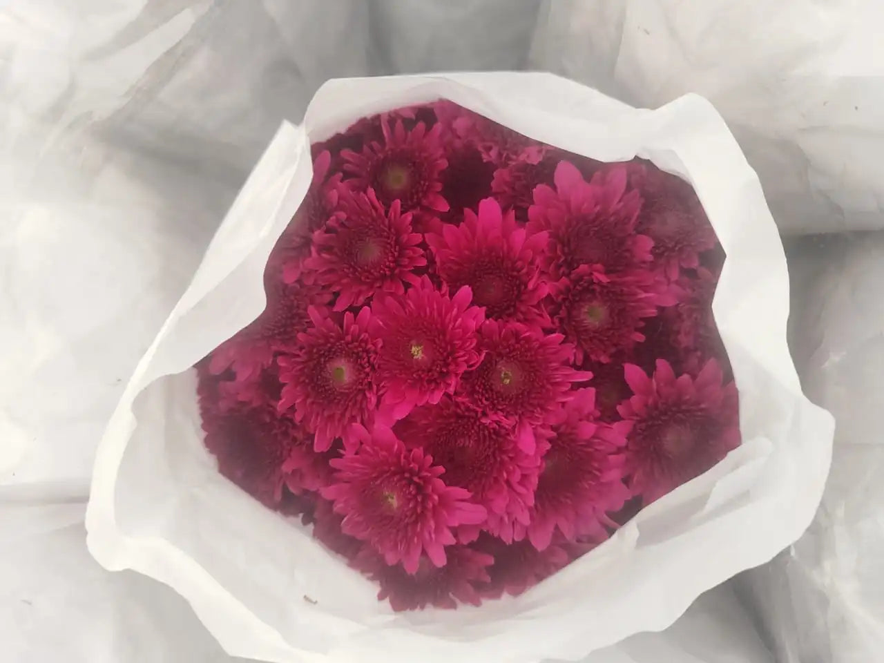 Pune Variety Sevanthi – 20 Combo Sapplings