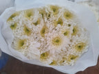 Pune Variety Sevanthi – 20 Combo Sapplings