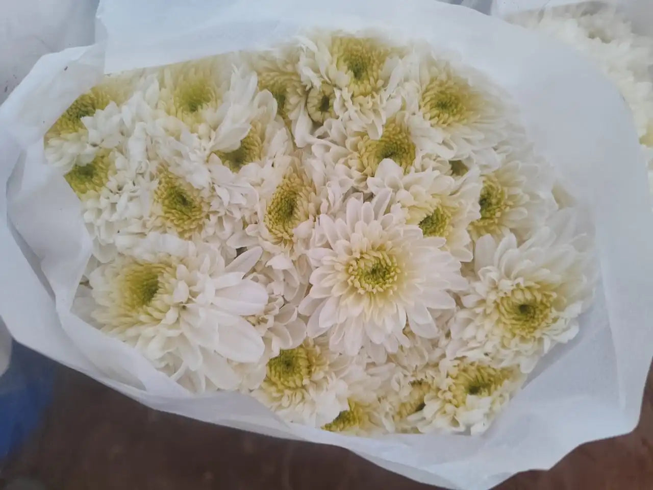 Pune Variety Sevanthi – 20 Combo Sapplings