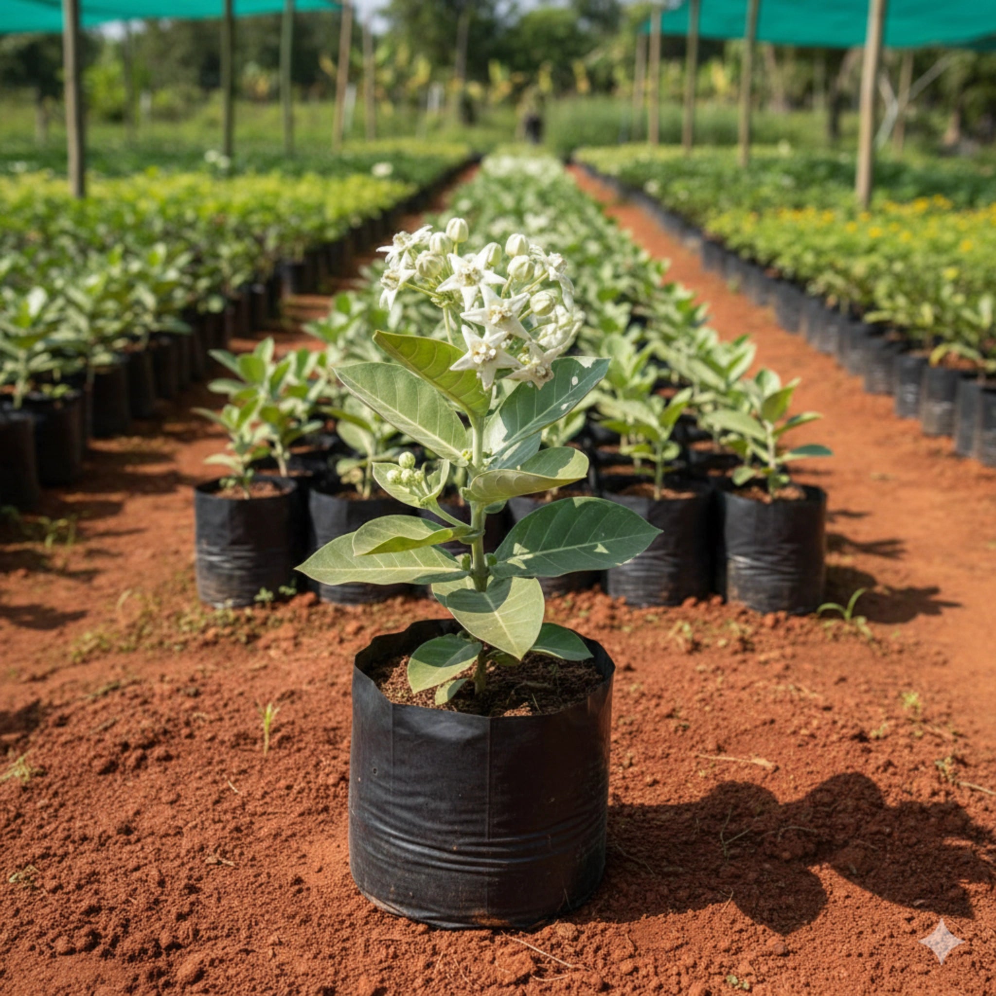 White Erukan Plant (White Calotropis)