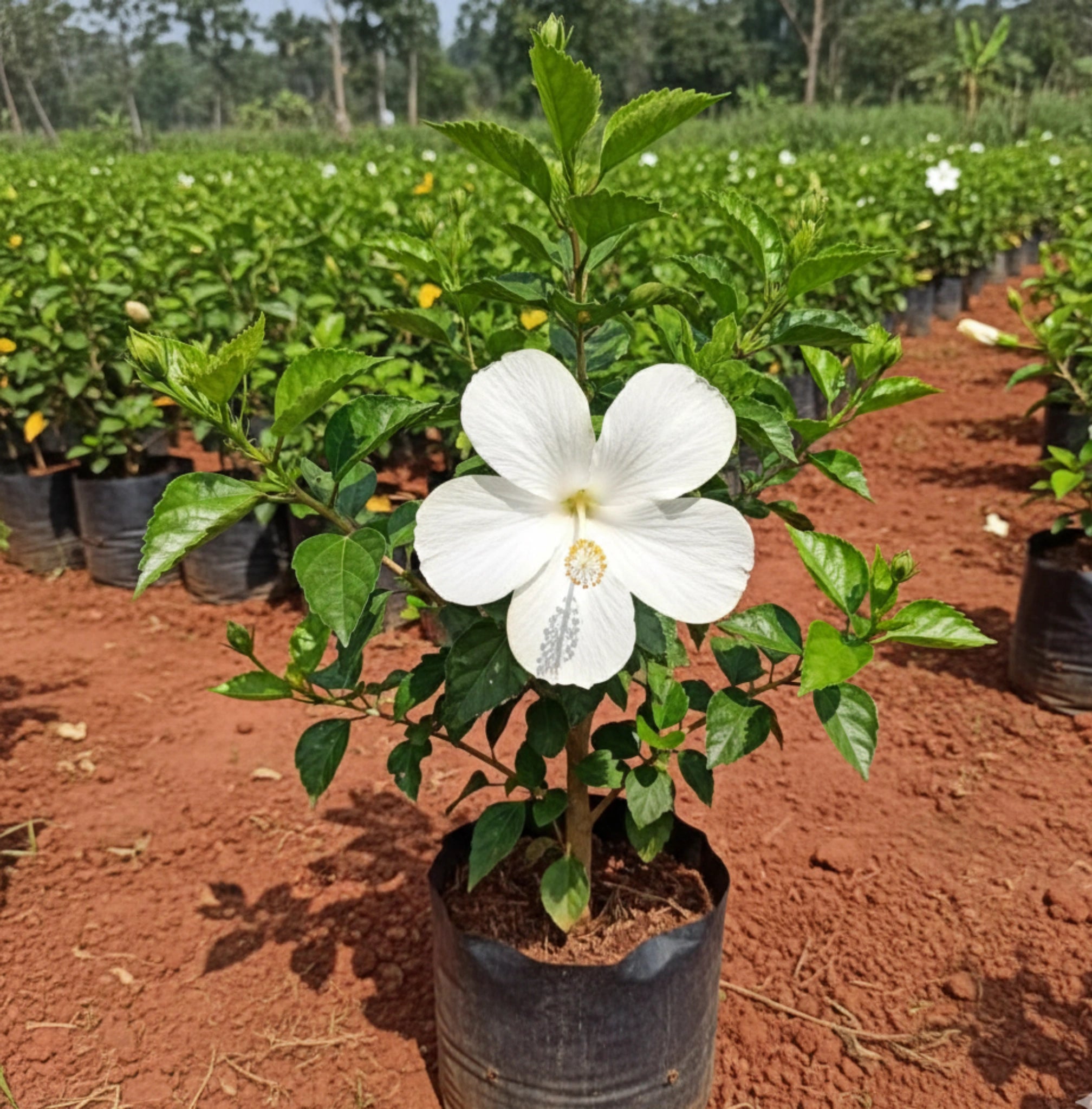 White Hibiscus Plant