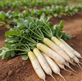 White Radish Seed