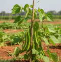 Winged Beans Plant seed (Sirugai Avarai)