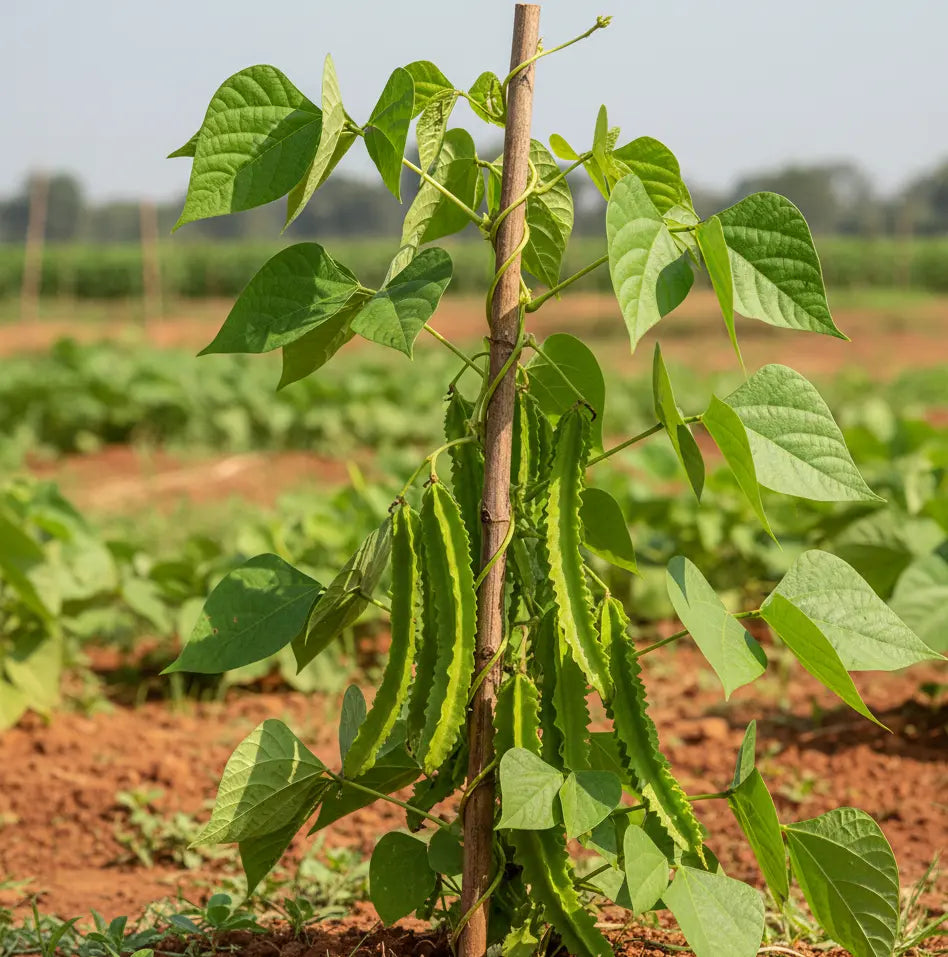 Winged Beans Plant seed (Sirugai Avarai)