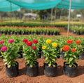 Zinnia Seed – 4 Colour Combo