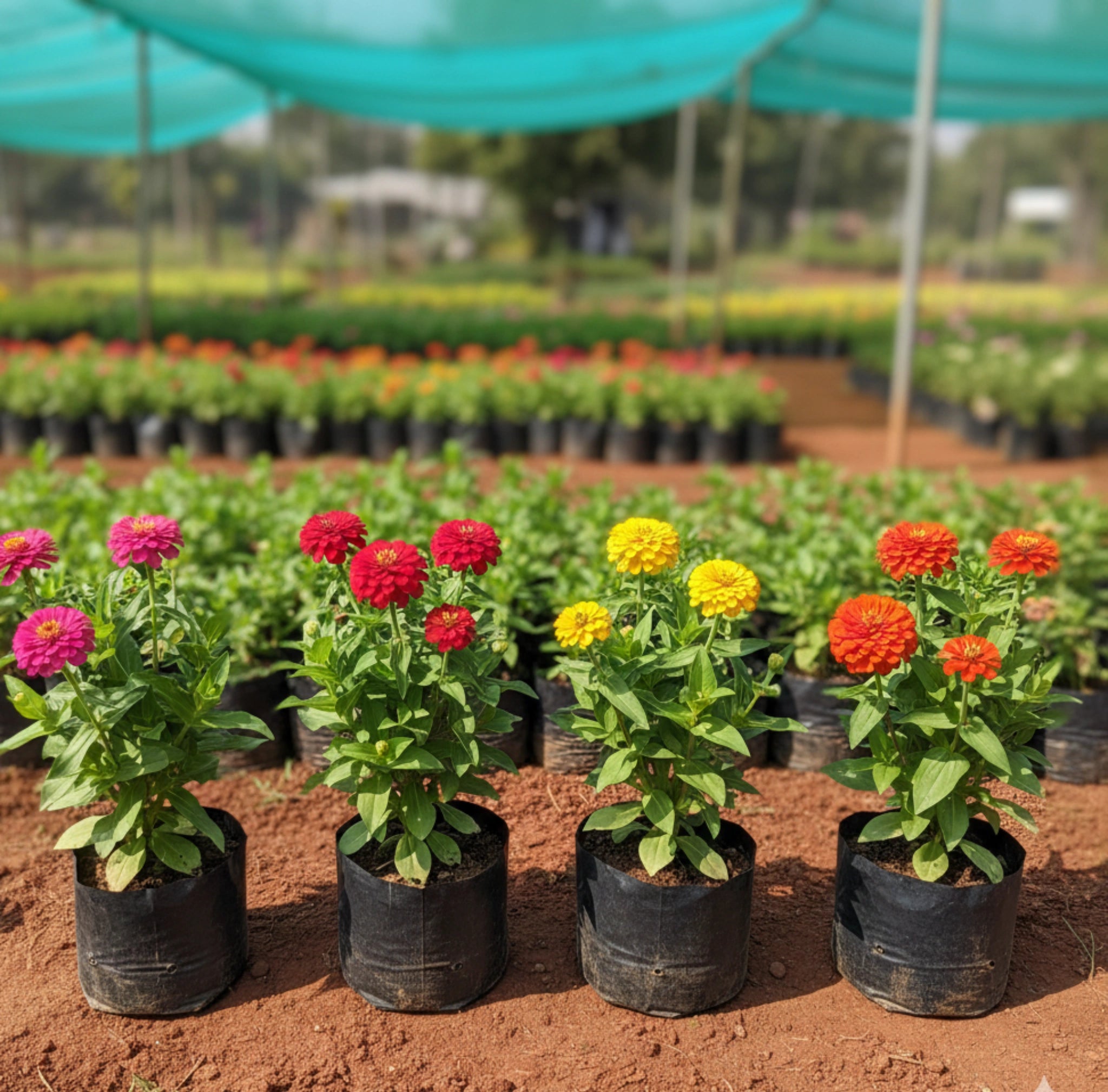 Zinnia Seed – 4 Colour Combo
