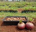 Beetroot Seeds