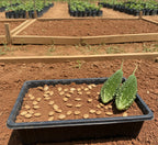 Bitter Gourd Seeds