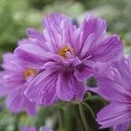 Cosmos Pink Seeds