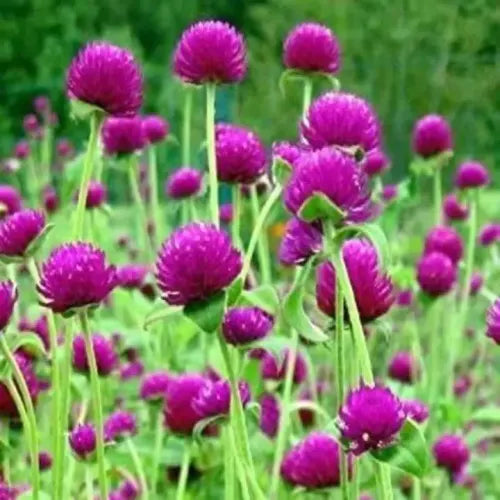 Vadamalli Dark Pink Seeds (Globe Amaranth)
