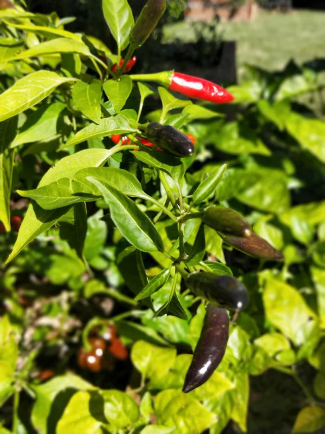 Purple Bird Eye Chillies