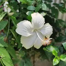 White Hibiscus Plant