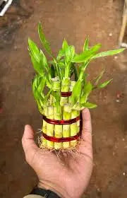 Lucky Bamboo Plant
