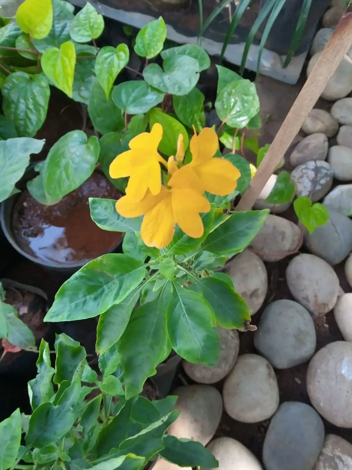 Yellow Kanagabaram Plant (Golden Shower Vine)