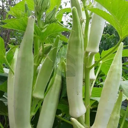 Ladies Finger (Okra) Seeds