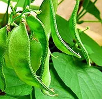 Chedi Avarai (Climbing Beans)