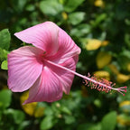Pink Hibiscus Plant