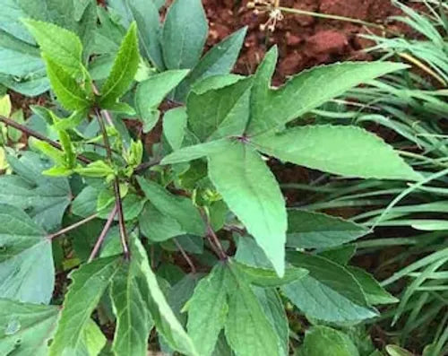 Pulichai Keerai (Gongura / Sorrel)