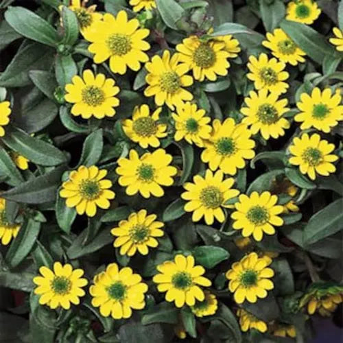 Zinnia Yellow Seeds
