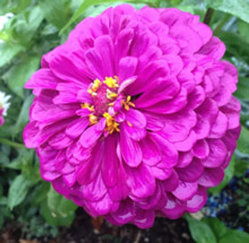 Zinnia Purple Seeds