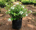 Irrevachi Jasmine
