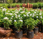 5 Fragrance Malli (Jasmine) Plant Combo