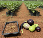 Mixed Brinjal Variety Seeds