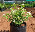 Muthu Malli Jasmine