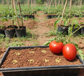 Native Tomato Seeds