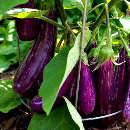 Mixed Brinjal Variety Seeds