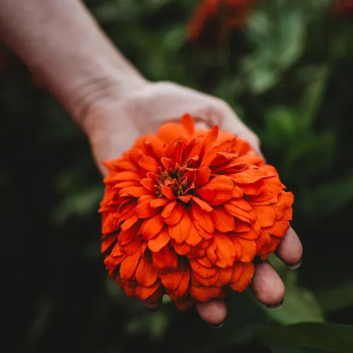 Zinnia Orange Seeds