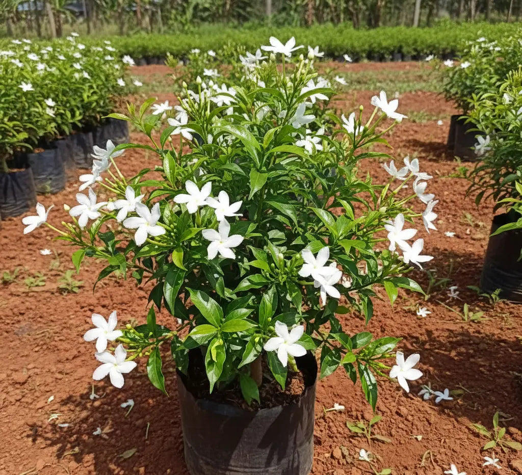 Pavallamalli Jasmine