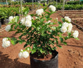 Rajamalli Jasmine